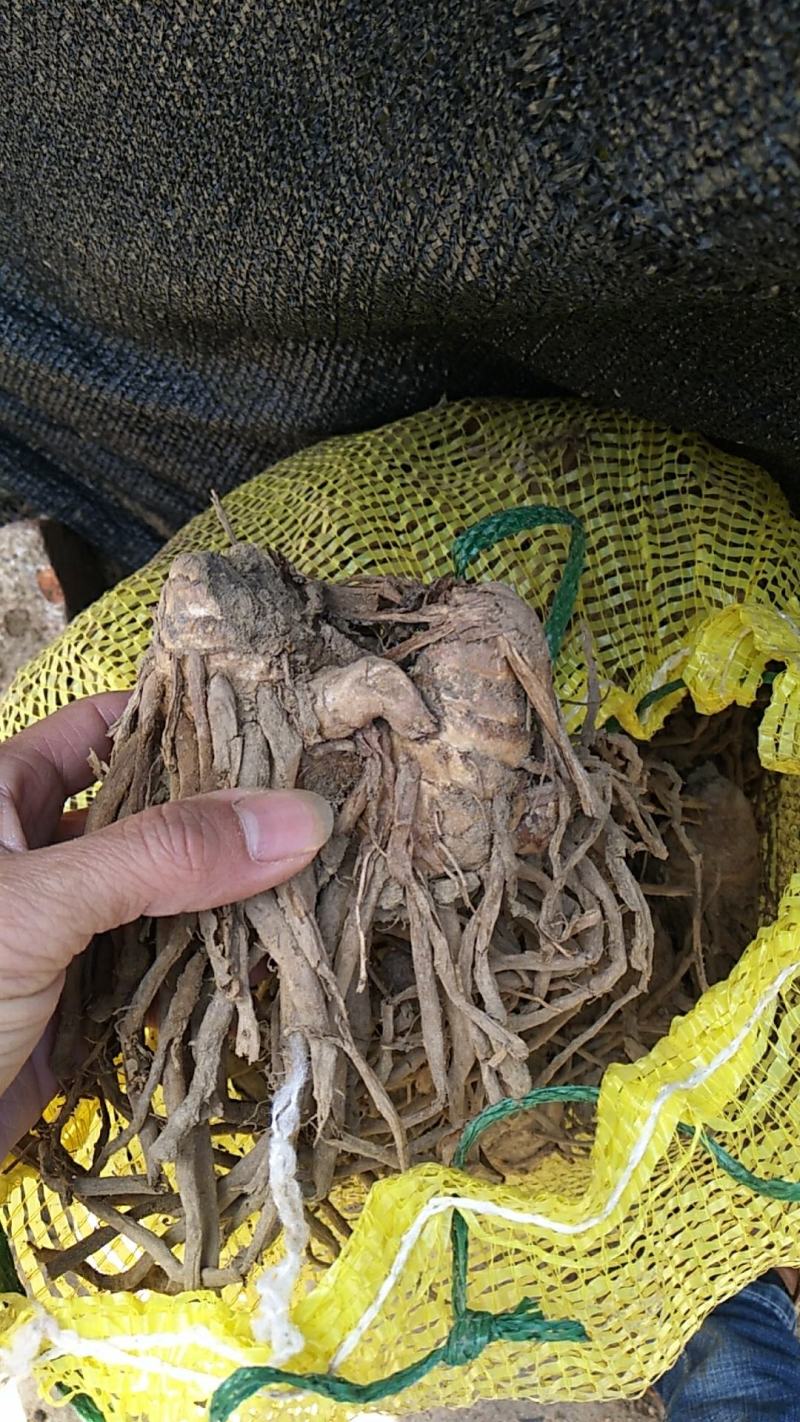 莪术种子有貨了，要的速度了