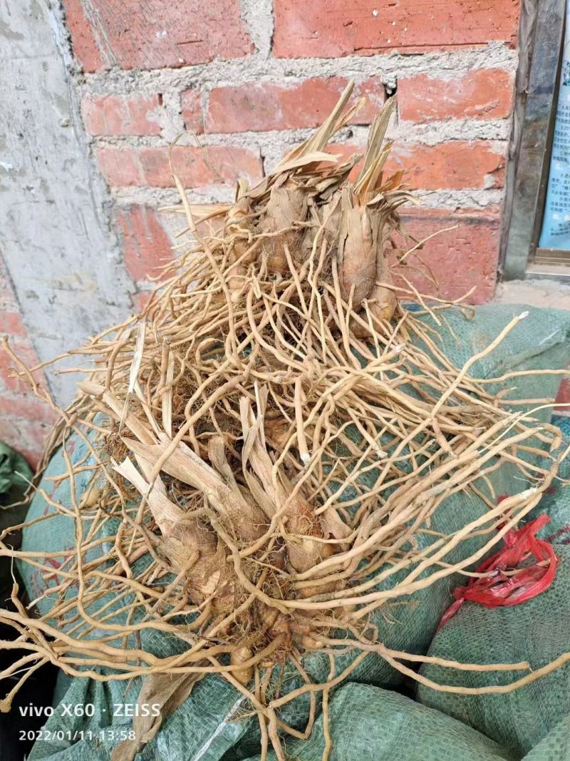 莪术种子有貨了，要的速度了