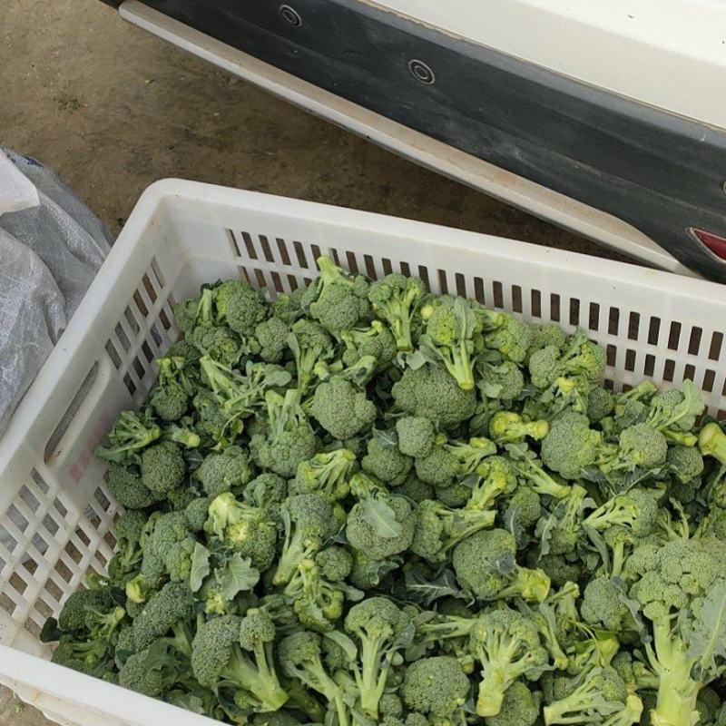 西兰花小耳花