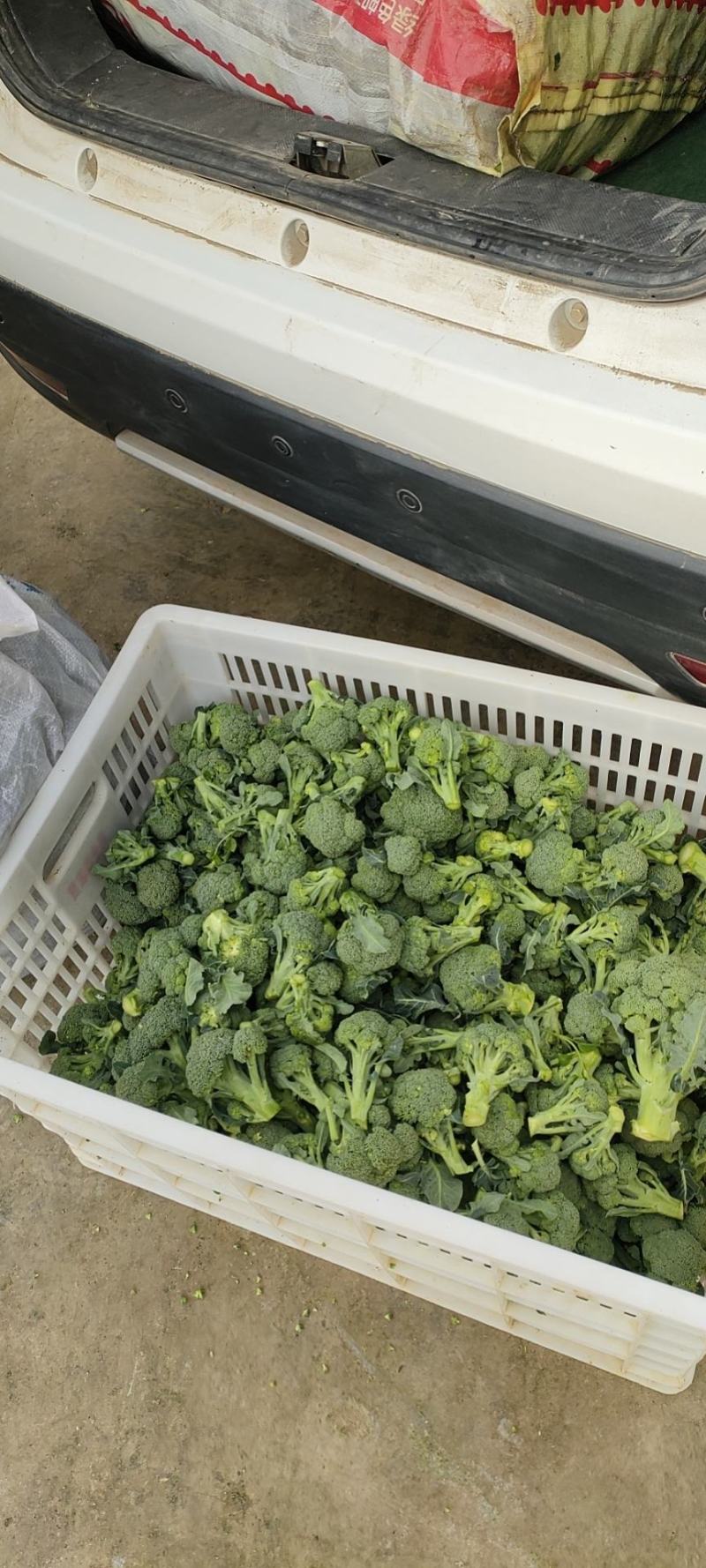 西兰花小耳花