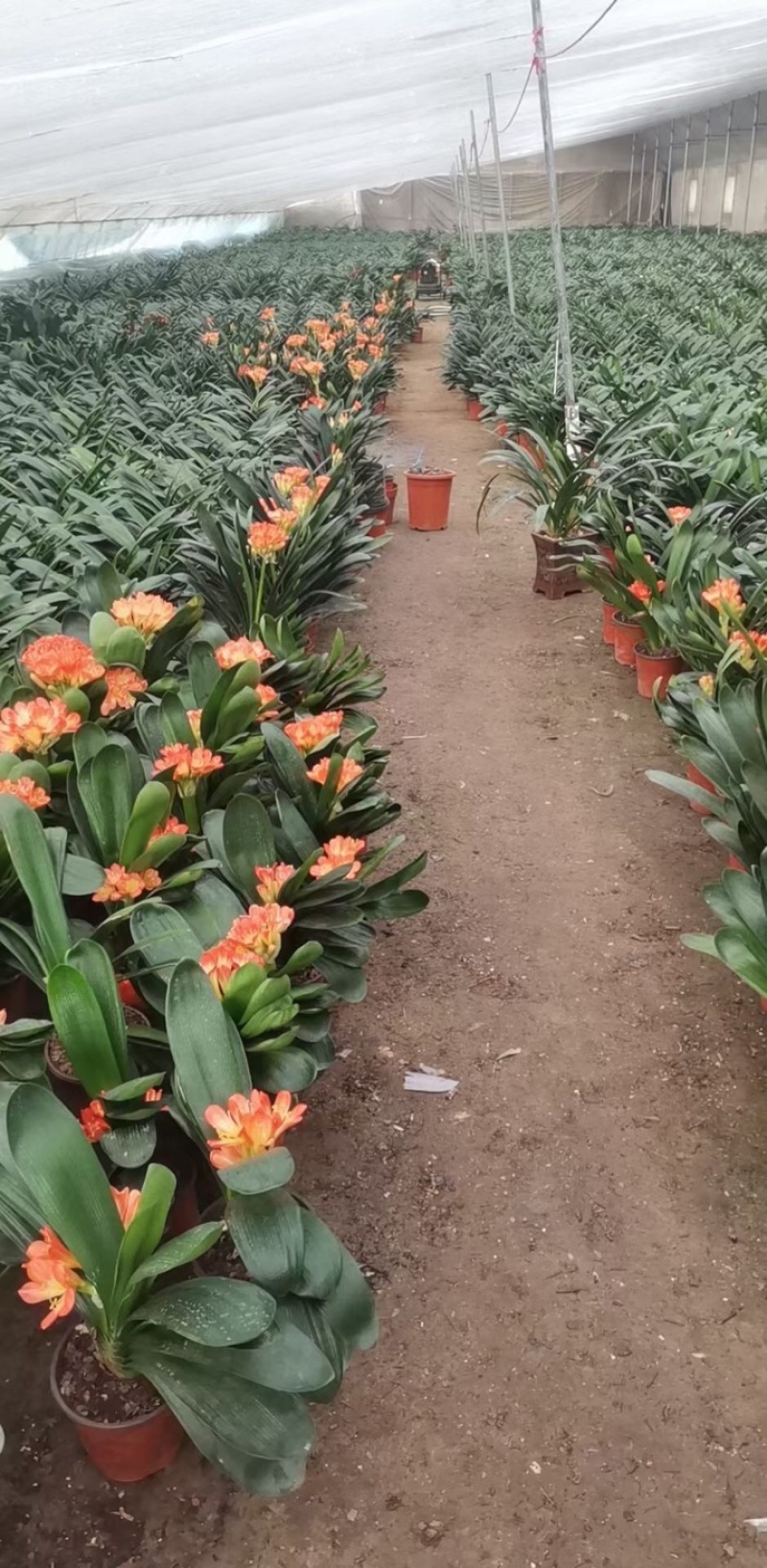 君子兰观叶盆栽养护简单花卉盆景常年有货基地直售