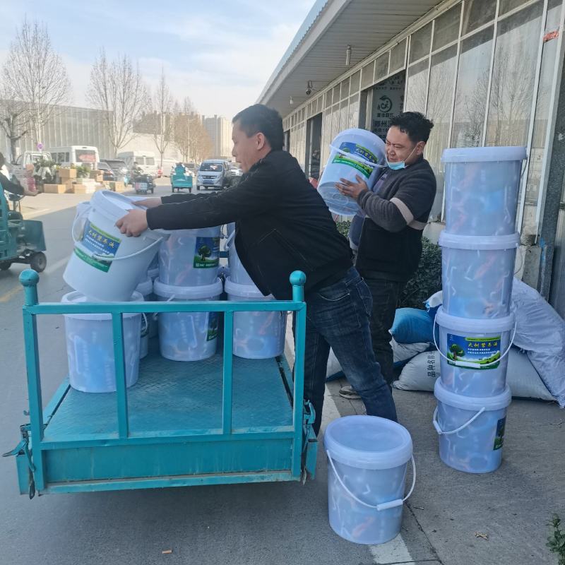 大树营养液，厂家直发量大从优，郑州发货，质量发货