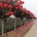 树桩月季，1-10公分粗四季开花基地一手货欢迎选购