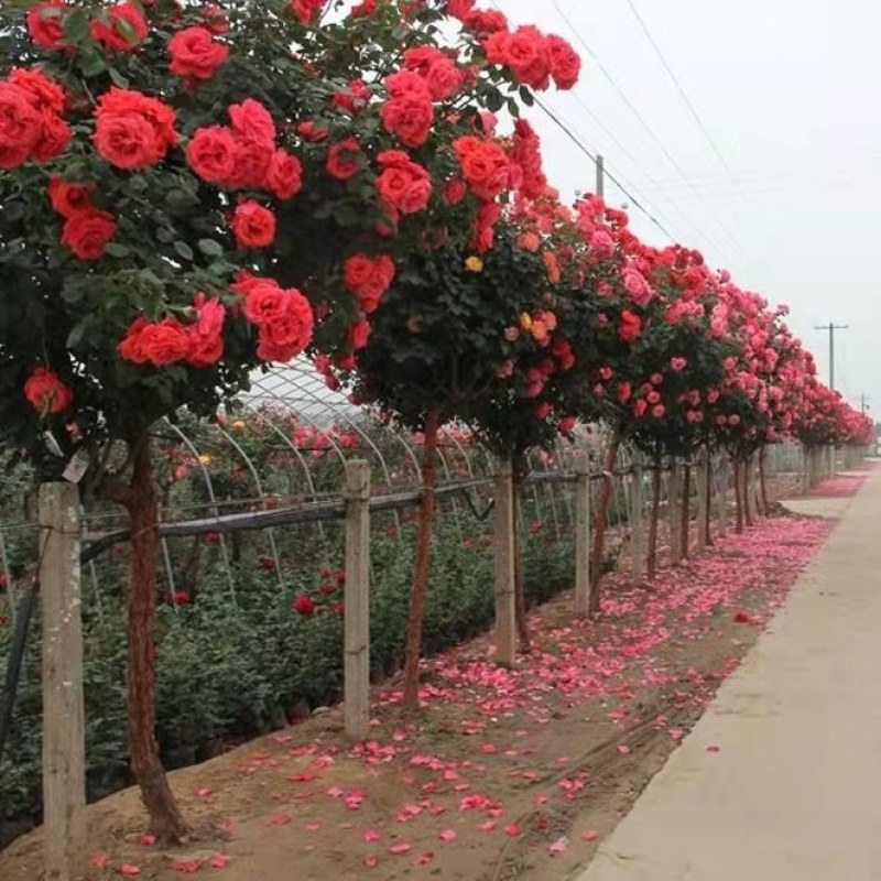 树桩月季，嫁接树桩月季花大花月季四季开花基地直销