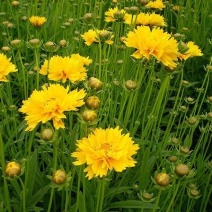 大花金鸡菊（基地直发量大价优）