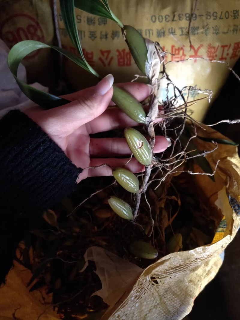 双叶大果石橄榄石仙桃产地直发现货供应量大从优