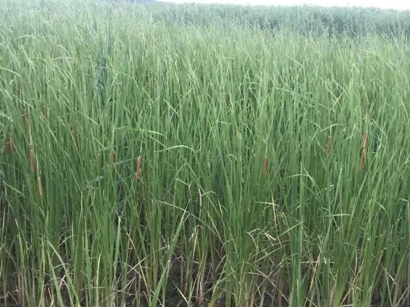 园林绿化，盆栽芦苇，基地直供品质保证欢迎选购