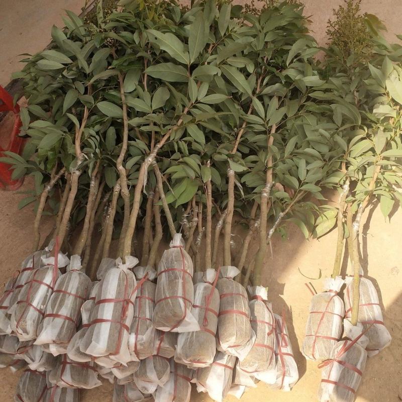 新品种仙进奉荔枝紫皮冰荔桂味妃子笑荔枝王南北可种