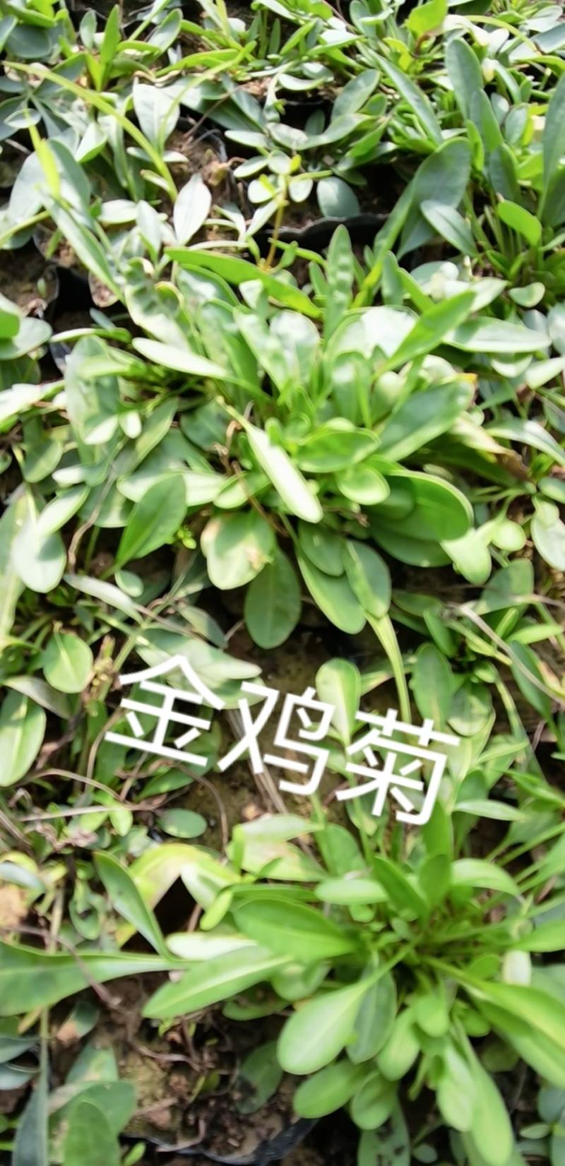 金鸡菊