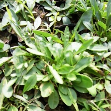金鸡菊