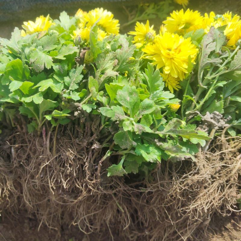 菊花(黄，红)两色