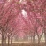樱花，日本樱花，双樱，18公分，20公分，30品种齐全，