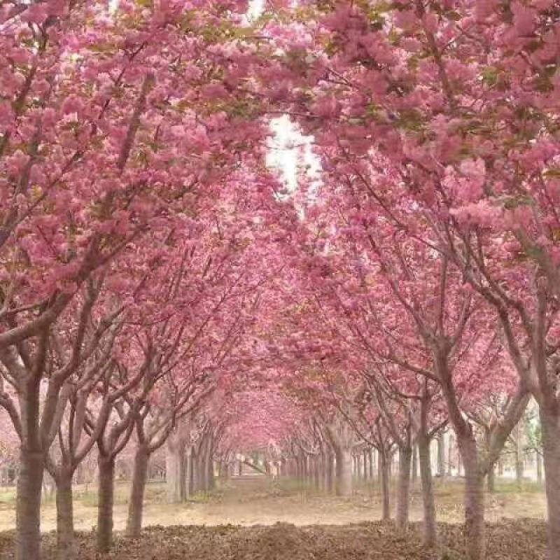 樱花，日本樱花，双樱，18公分，20公分，30品种齐全，