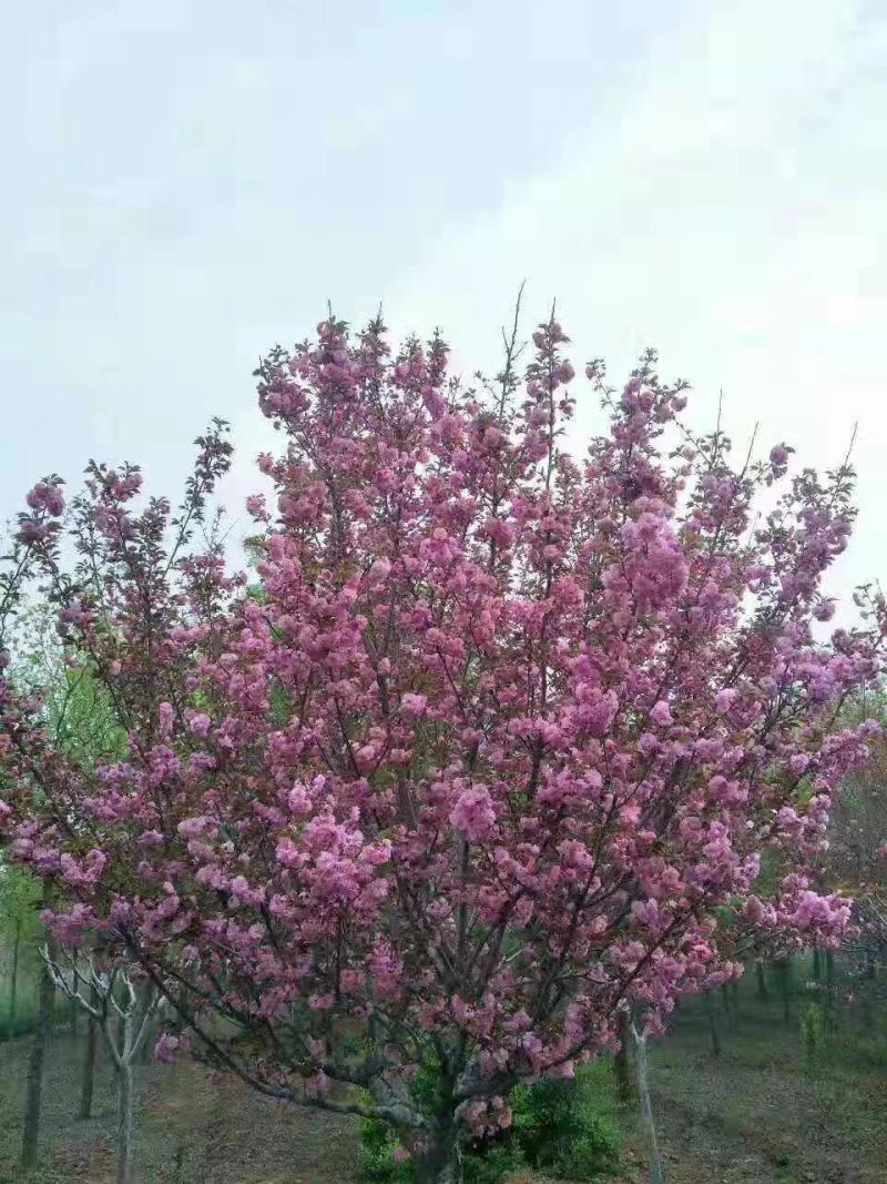 樱花，日本樱花，双樱，18公分，20公分，30品种齐全，