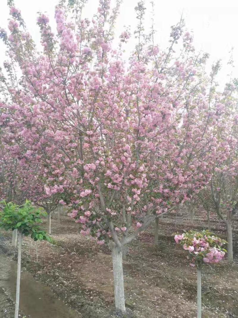 樱花，日本樱花，双樱，18公分，20公分，30品种齐全，