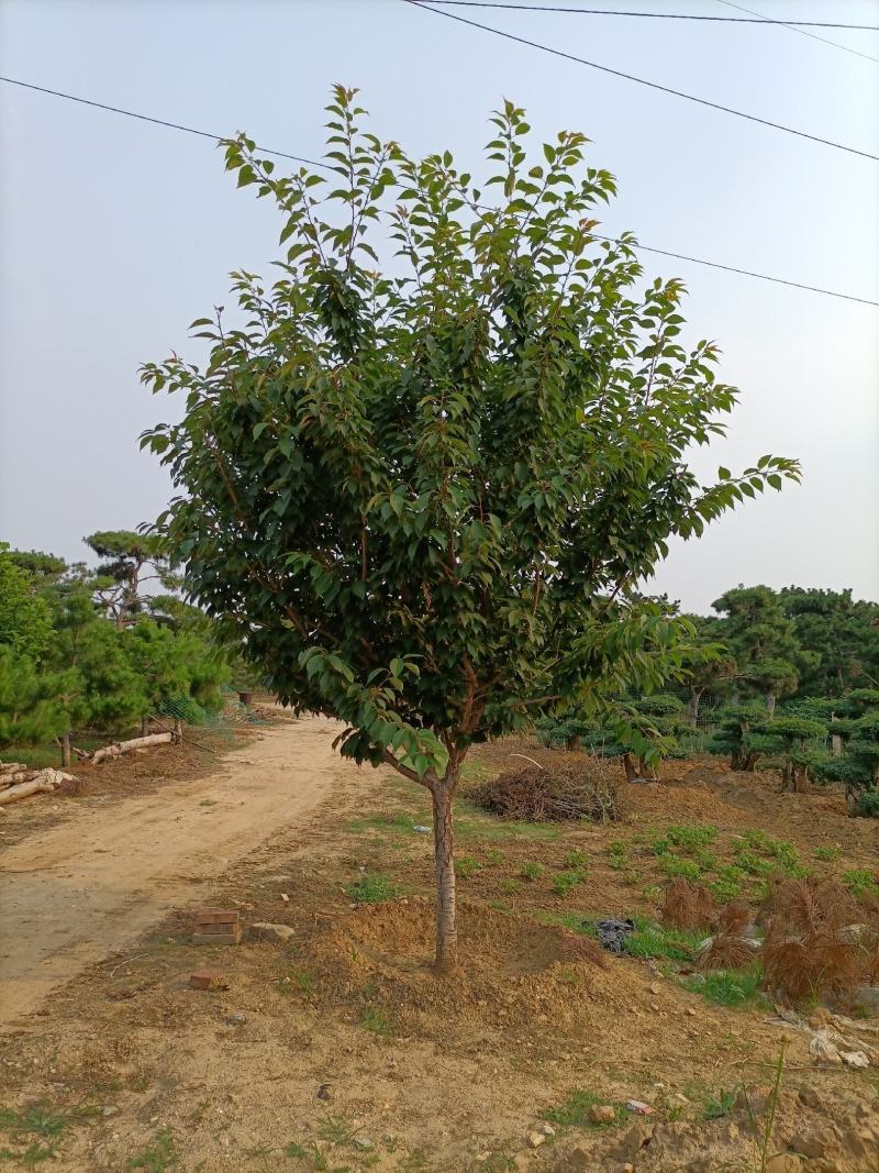 樱花，日本樱花，双樱，18公分，20公分，30品种齐全，