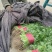 山东基地小叶香菜,价格便宜,质量保证,诚信经营,可视频看货