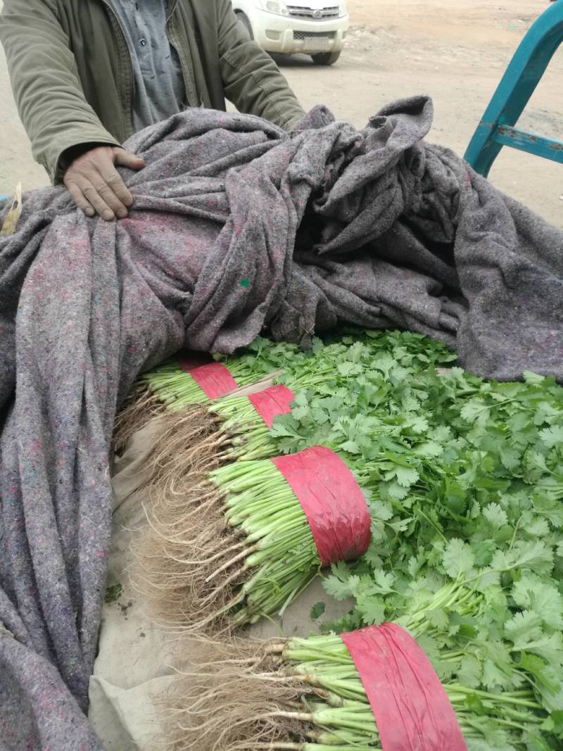 山东基地小叶香菜，价格便宜，质量保证，诚信经营，可视频看货