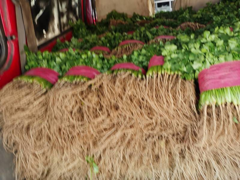 山东基地小叶香菜，价格便宜，质量保证，诚信经营，可视频看货