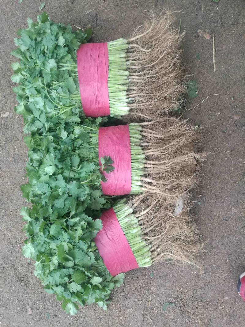 山东基地小叶香菜，价格便宜，质量保证，诚信经营，可视频看货