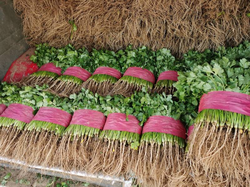 山东基地小叶香菜，价格便宜，质量保证，诚信经营，可视频看货