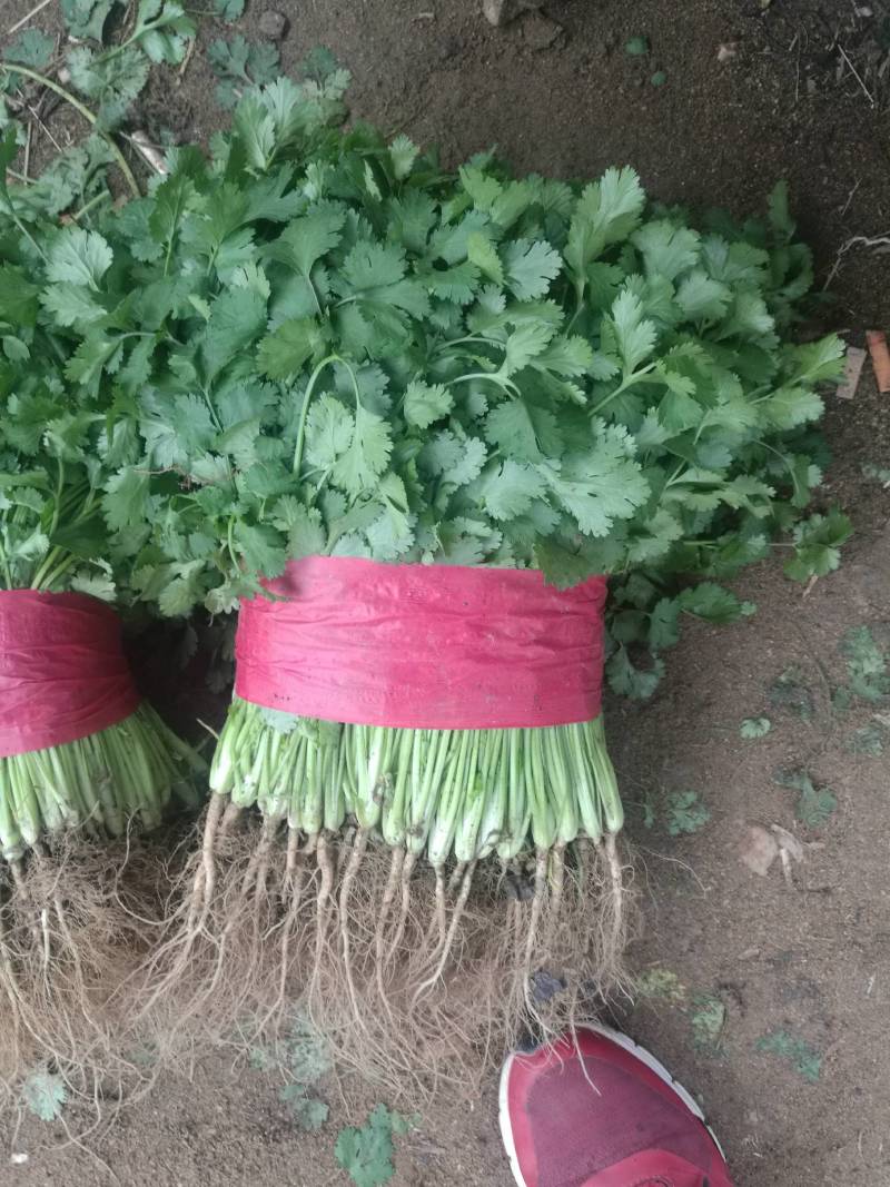 山东基地小叶香菜，价格便宜，质量保证，诚信经营，可视频看货
