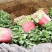 山东基地小叶香菜,价格便宜,质量保证,诚信经营,可视频看货
