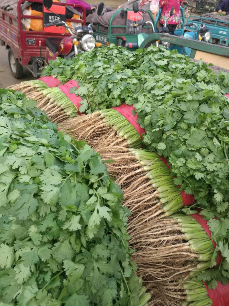 山东基地小叶香菜，价格便宜，质量保证，诚信经营，可视频看货