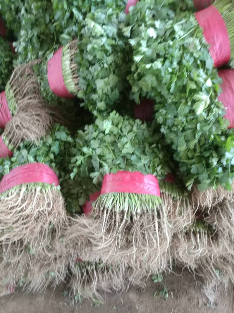 山东基地小叶香菜，价格便宜，质量保证，诚信经营，可视频看货