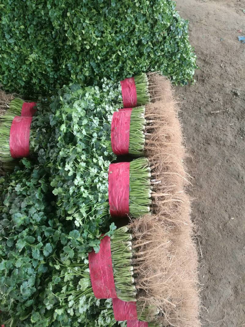 山东基地小叶香菜，价格便宜，质量保证，诚信经营，可视频看货