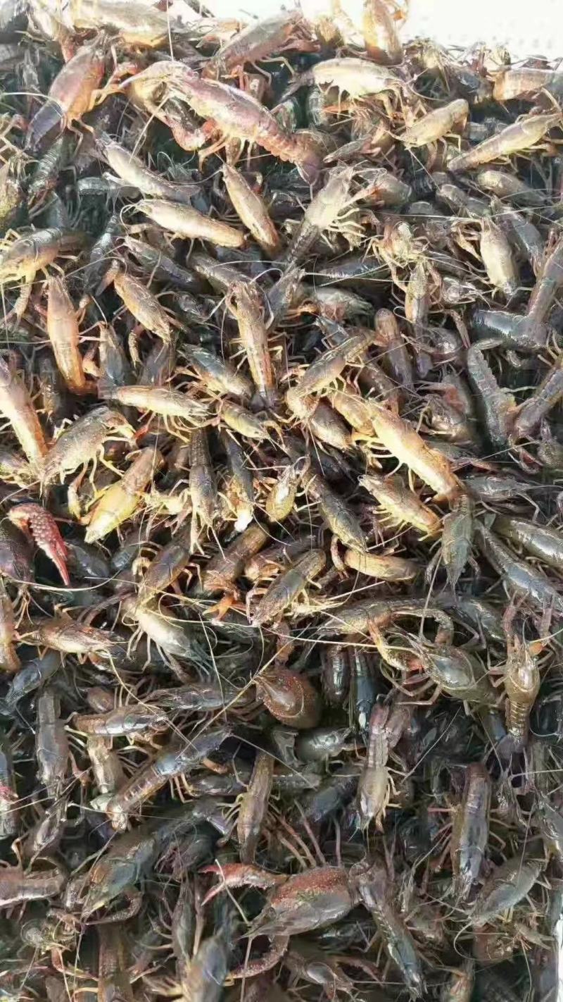 湖北洪湖小龙虾基地，优质种虾供货中欢迎大型养殖与我们合