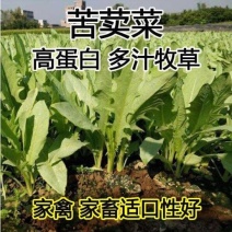 苦荬菜种子多年生牧草生长速度快鲜嫩多汁养殖专用四季易种植