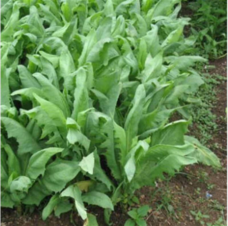 苦荬菜种子多年生牧草养殖专用四季易种植生长速度快清热解毒