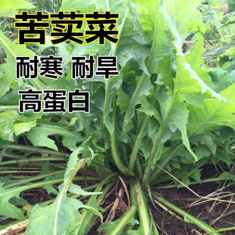 苦荬菜种子多年生牧草养殖专用四季易种植生长速度快清热解毒