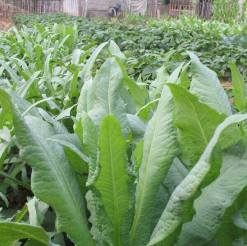 苦荬菜种子多年生牧草养殖专用四季易种植生长速度快清热解毒