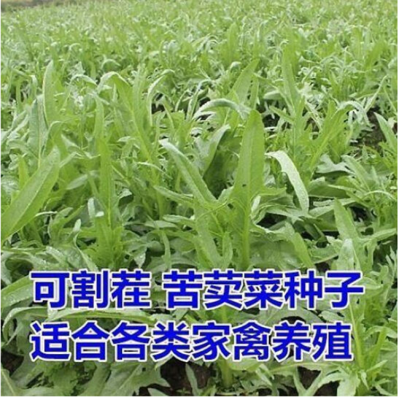 苦荬菜种子多年生牧草养殖专用四季易种植生长速度快清热解毒