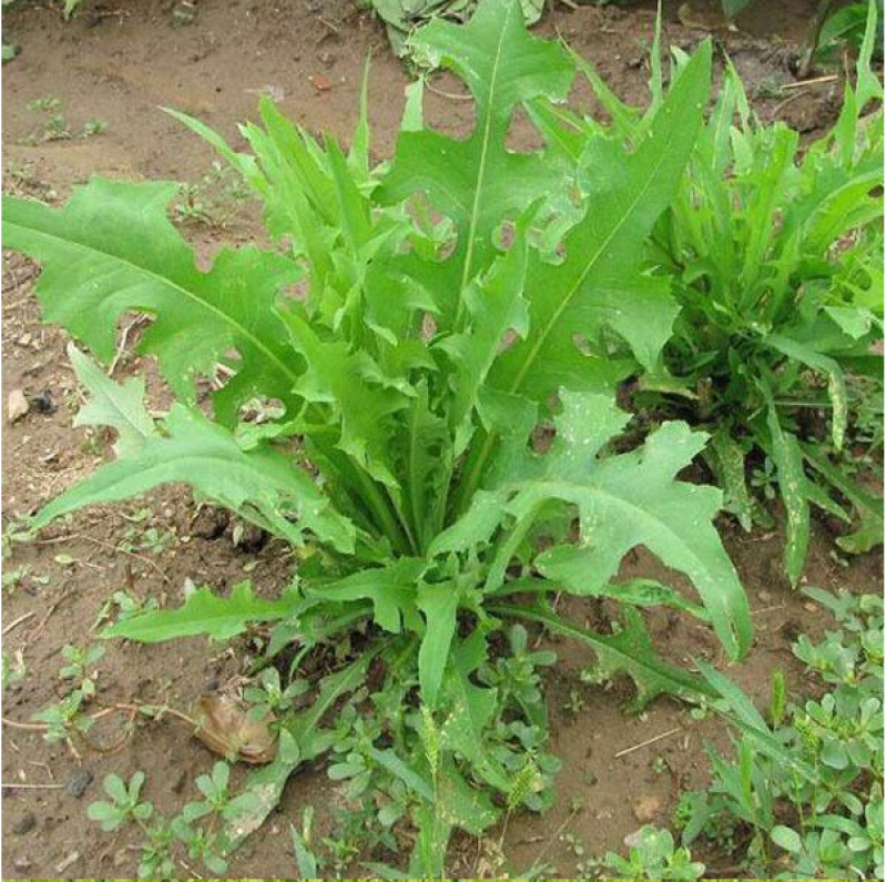 苦荬菜种子多年生牧草养殖专用四季易种植生长速度快清热解毒