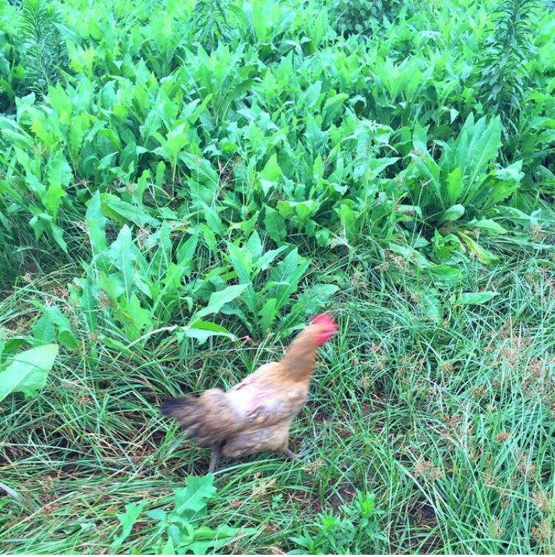 苦荬菜种子多年生牧草养殖专用四季易种植生长速度快清热解毒