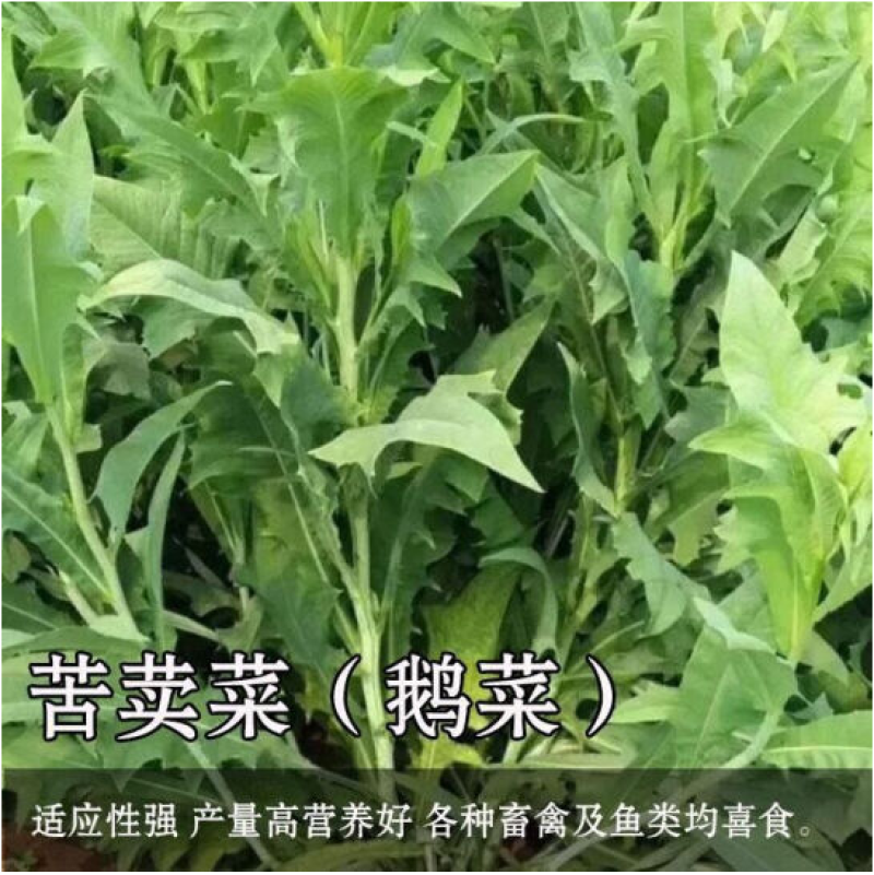 苦荬菜种子多年生牧草养殖专用四季易种植生长速度快清热解毒