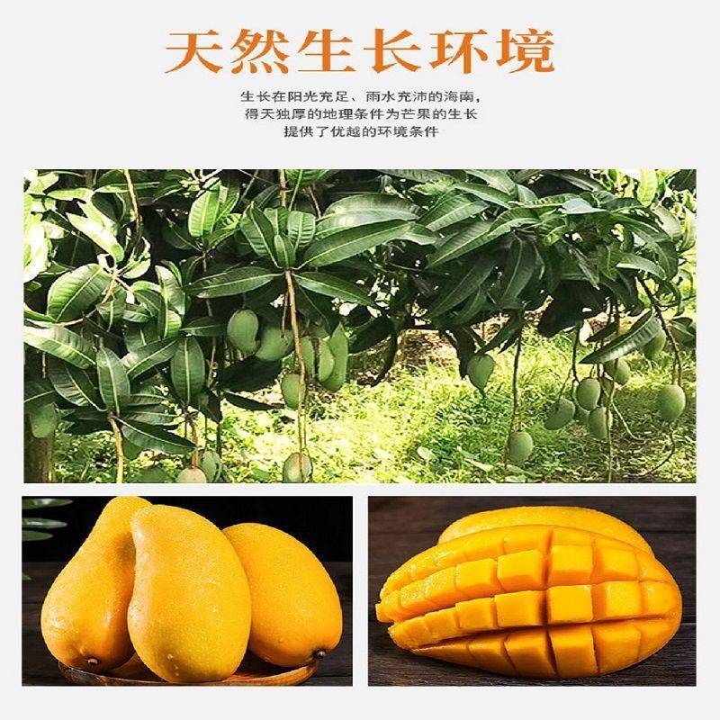 海南金煌芒产地直发，承接各大平台订单，可整车发货