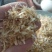厂家直销玉米皮猪牛羊鸡鸭鹅添加育肥饲料厂家直供