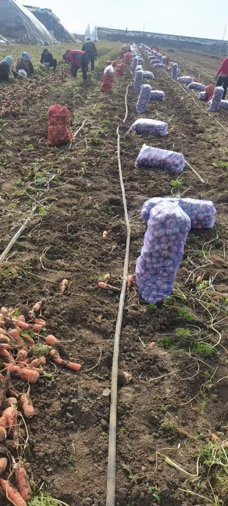 红金川精品胡萝卜