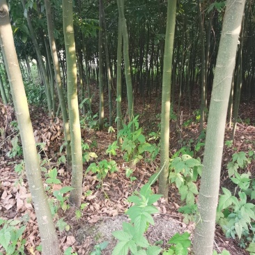 鄂西红豆