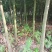 鄂西红豆