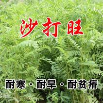 沙打旺种子多年生牧草养殖绿化均可绿化护坡固土防沙耐寒耐贫