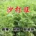 沙打旺种子多年生牧草养殖绿化均可绿化护坡固土防沙耐寒耐贫