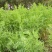 沙打旺种子多年生牧草养殖绿化均可绿化护坡固土防沙耐寒耐贫