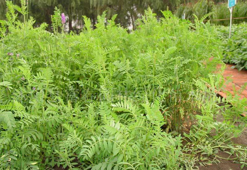 沙打旺种子多年生牧草养殖绿化均可绿化护坡固土防沙耐寒耐贫