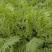 沙打旺种子多年生牧草养殖绿化均可绿化护坡固土防沙耐寒耐贫