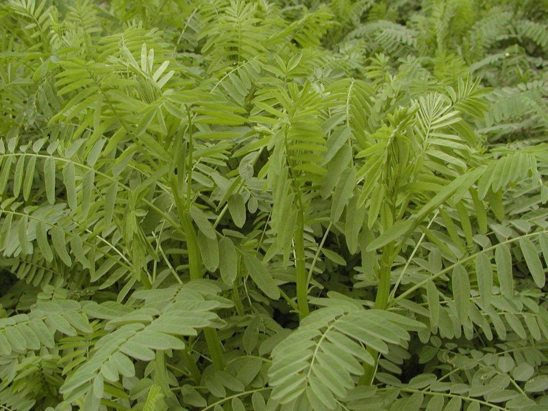 沙打旺种子多年生牧草养殖绿化均可绿化护坡固土防沙耐寒耐贫